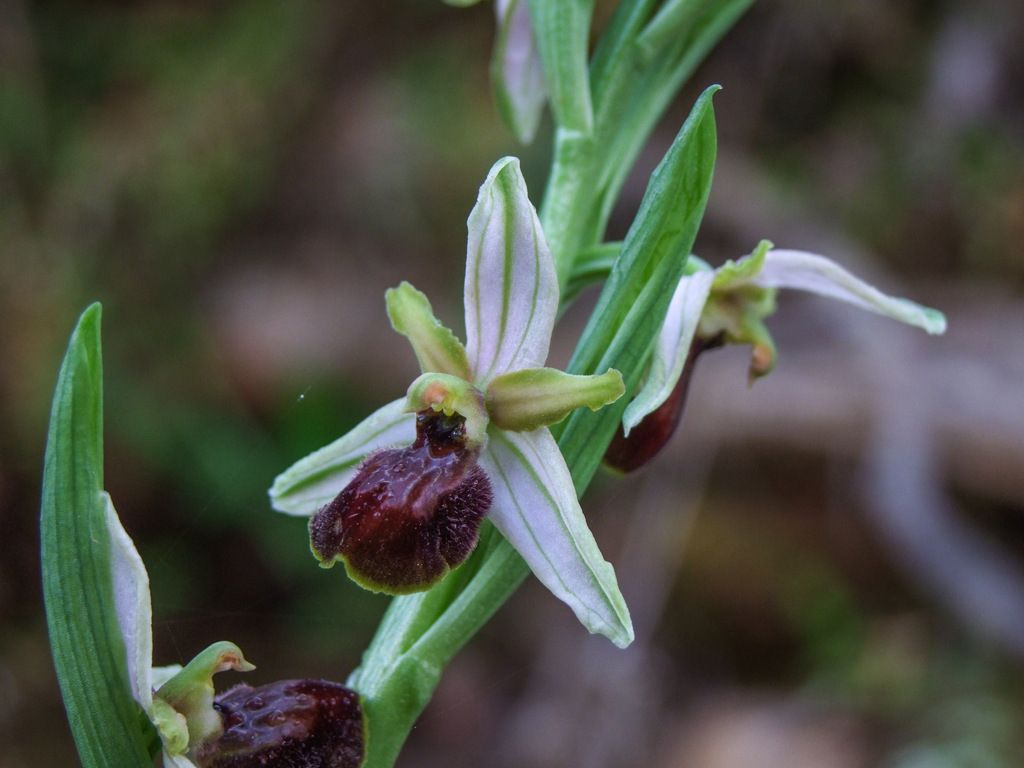 Ophrys panormitana