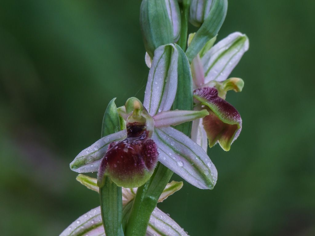 Ophrys panormitana