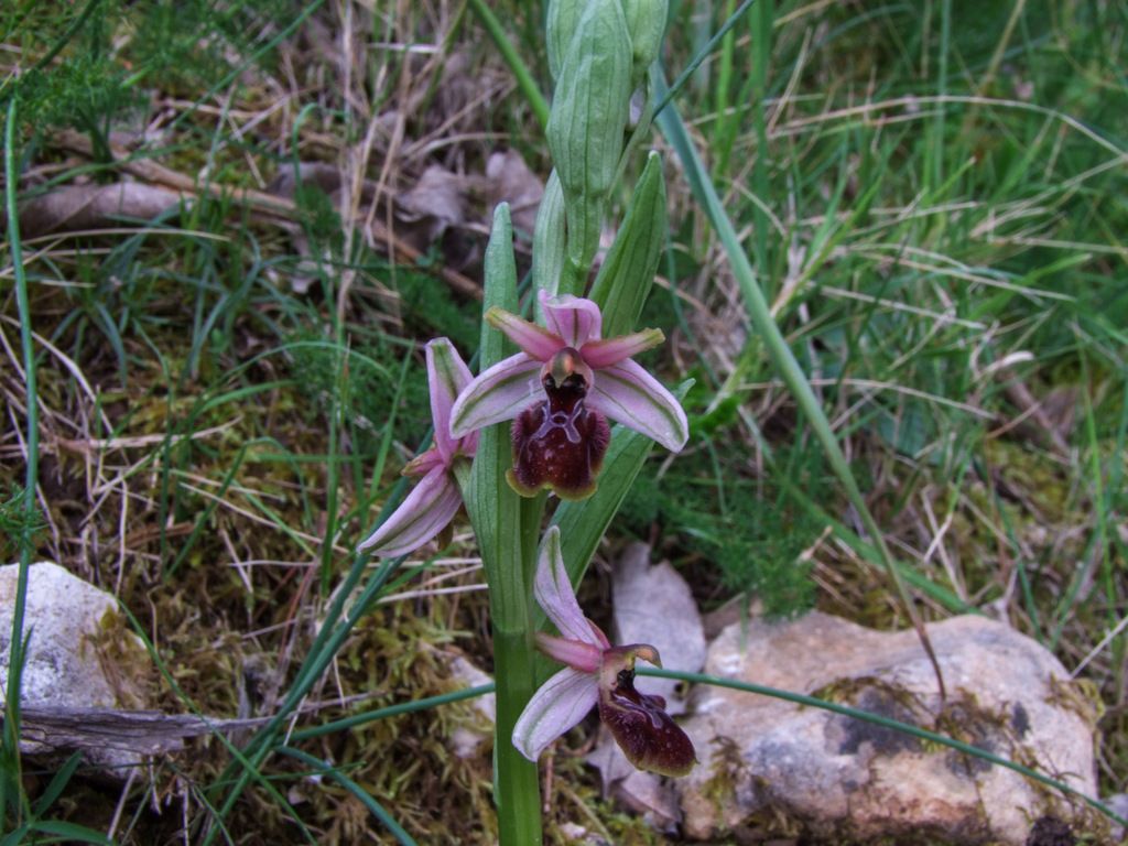 Ophrys panormitana