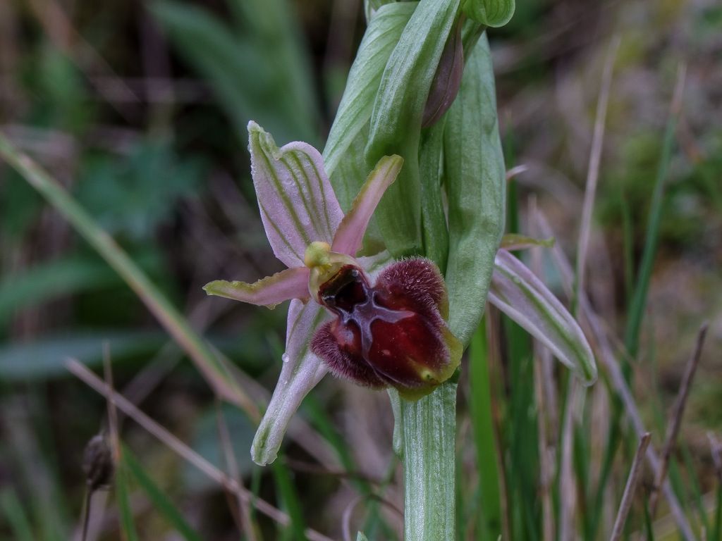 Ophrys panormitana