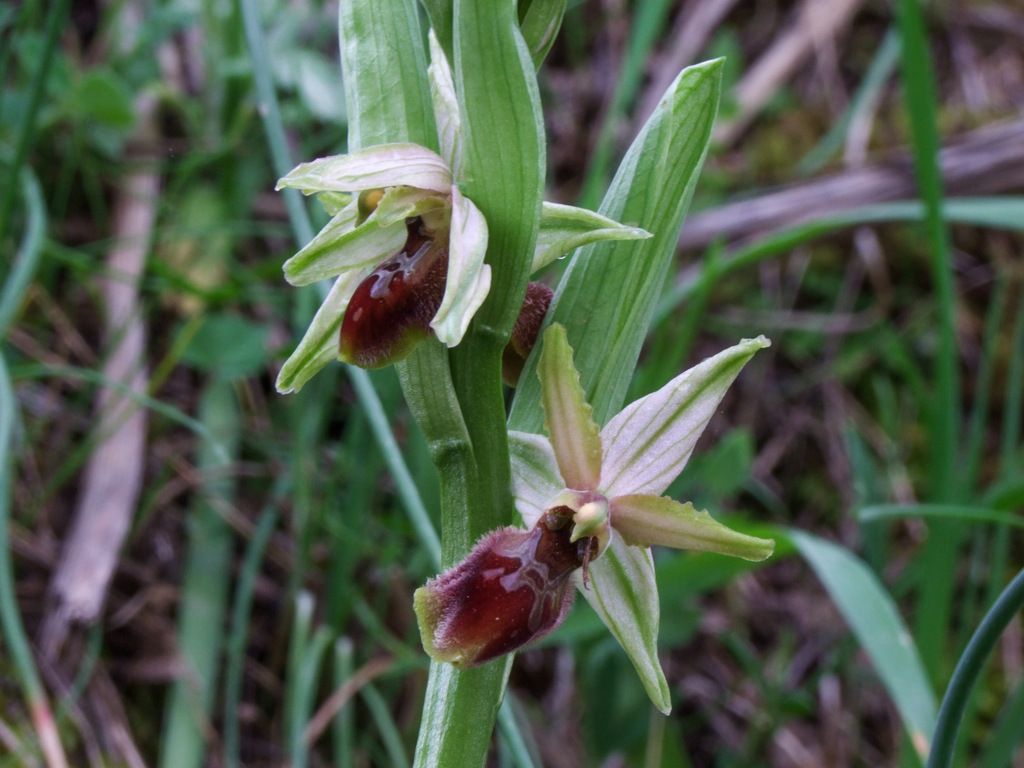 Ophrys panormitana