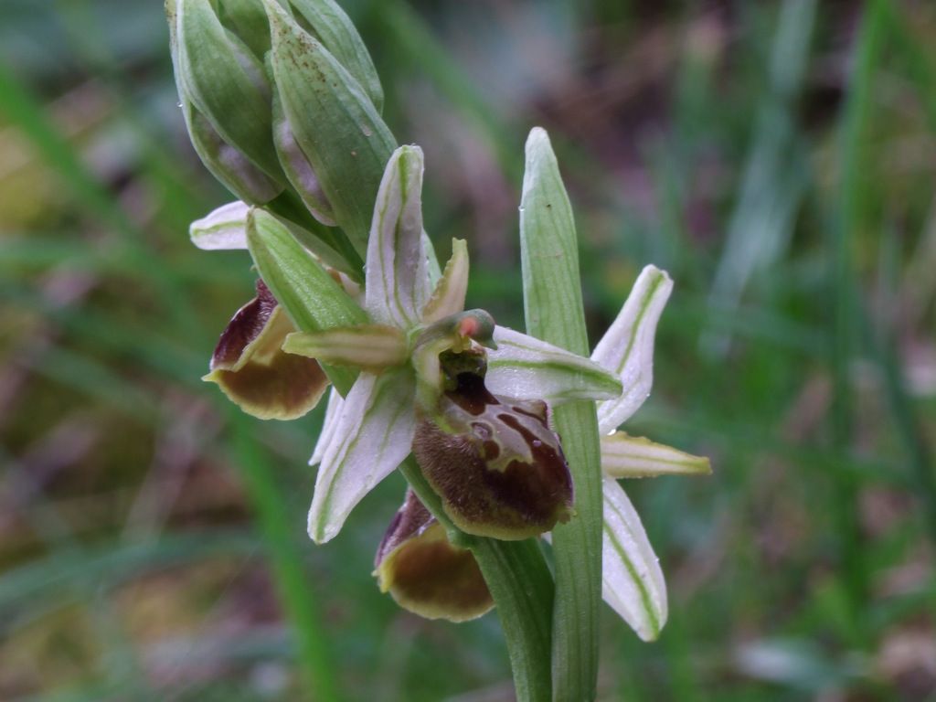 Ophrys panormitana