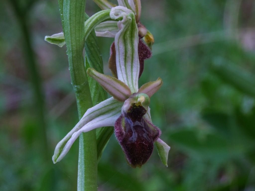 Ophrys panormitana