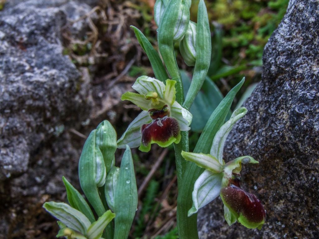 Ophrys panormitana