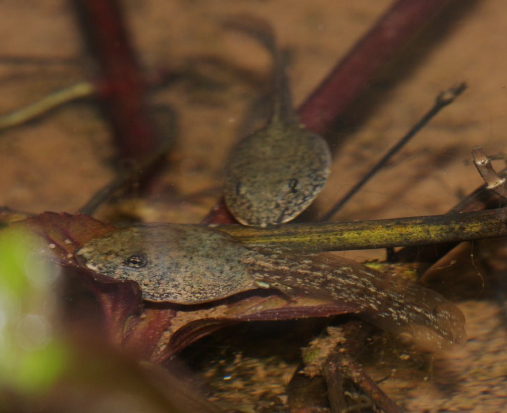 girini di? Pelophylax sp.