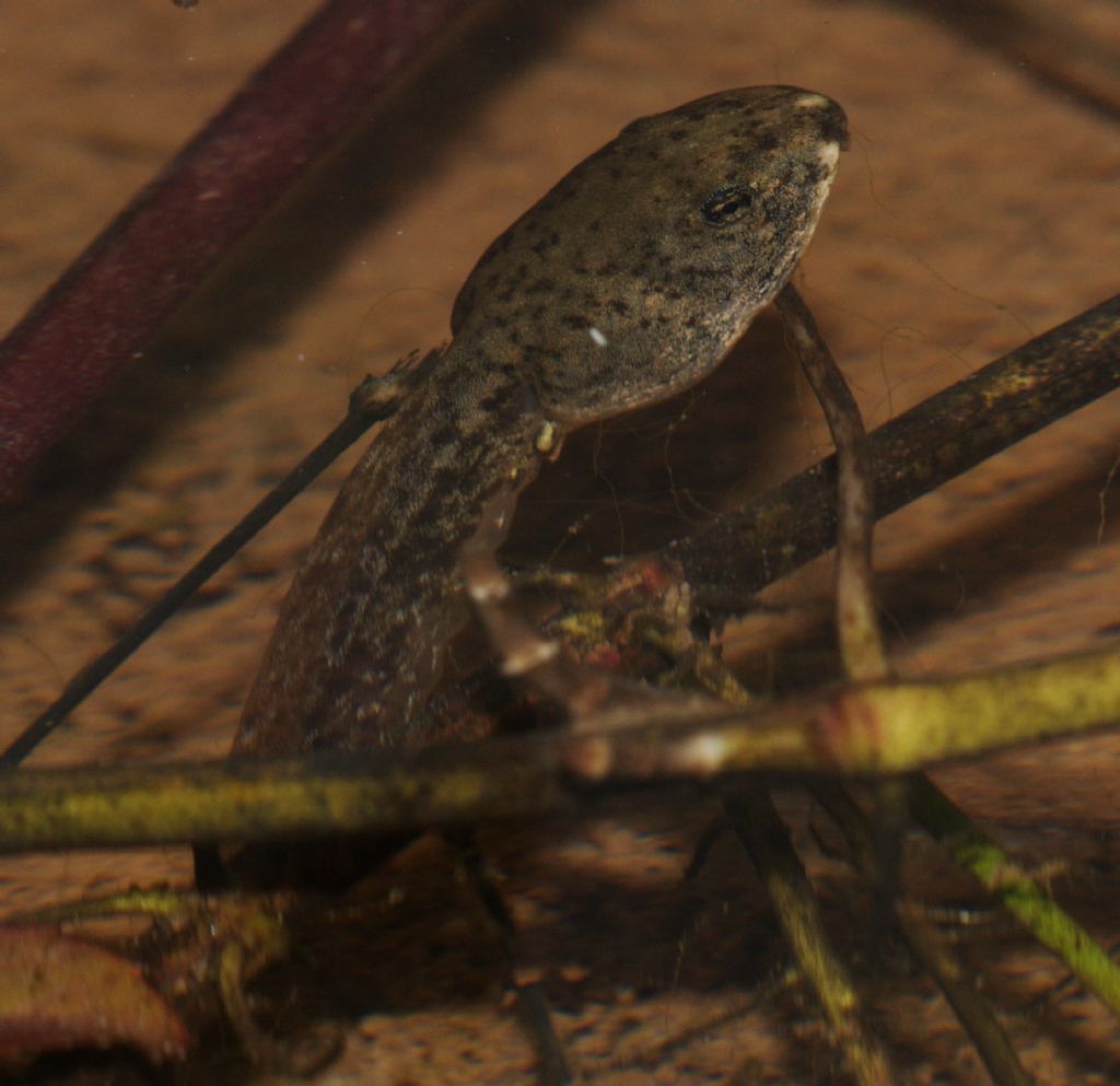 girini di? Pelophylax sp.