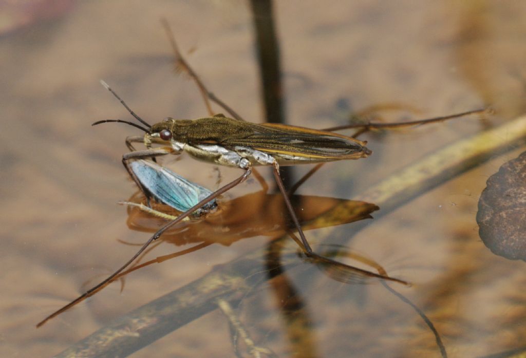 emittero gerride da identificare