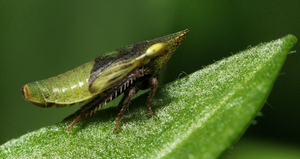 larva di Cicadellidae Sottofamiglia Aphrodinae