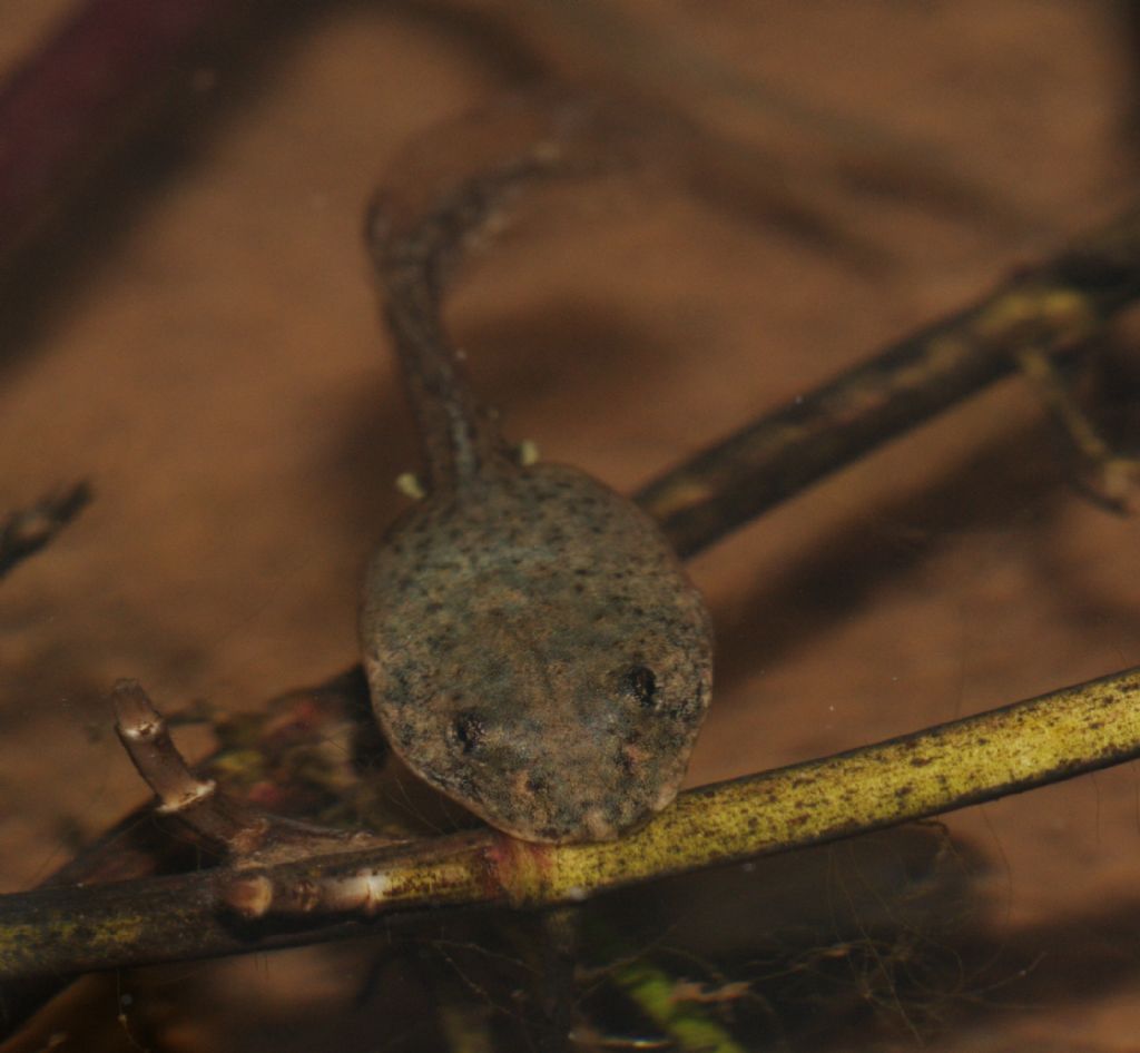 girini di? Pelophylax sp.