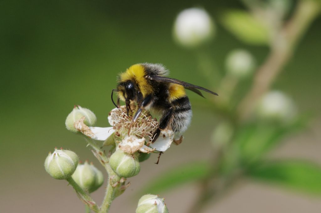 Maschio di Bombus lucorum