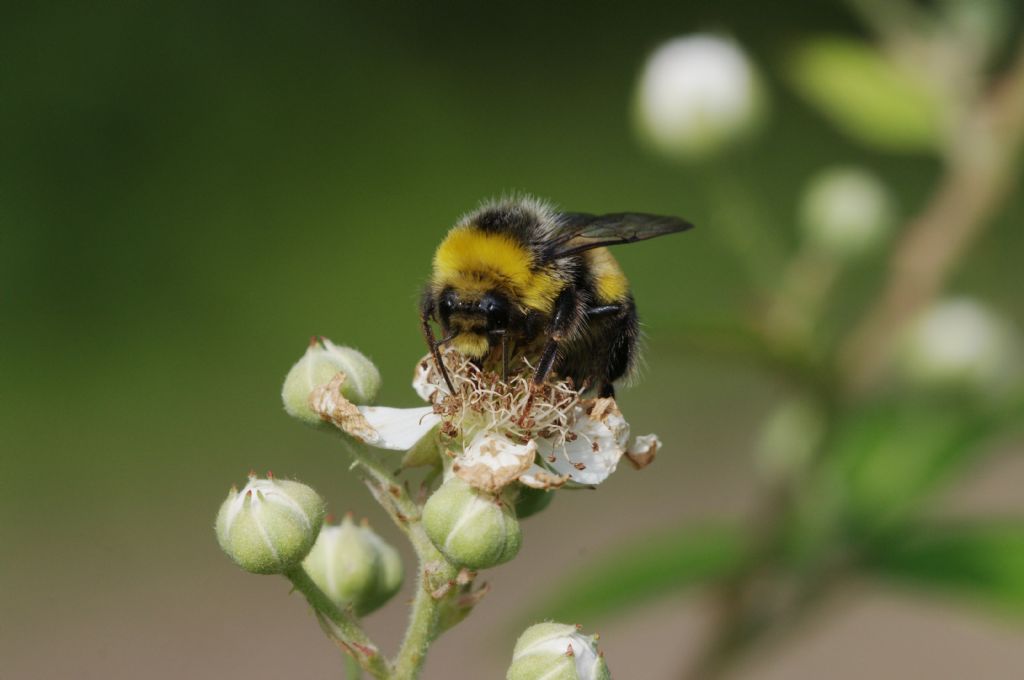 Maschio di Bombus lucorum