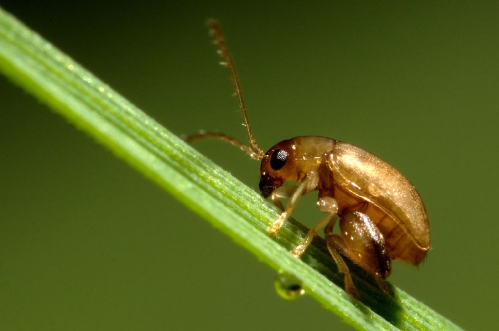 piccolo coleottero: forse Longitarsus sp. (Chrysomelidae)