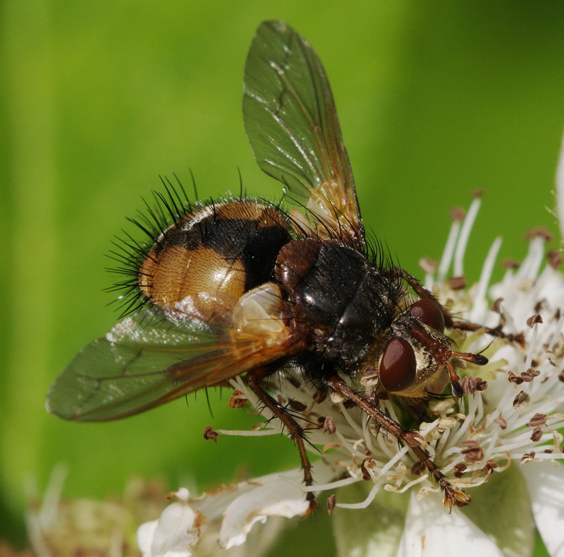 Tachinidae da identificare