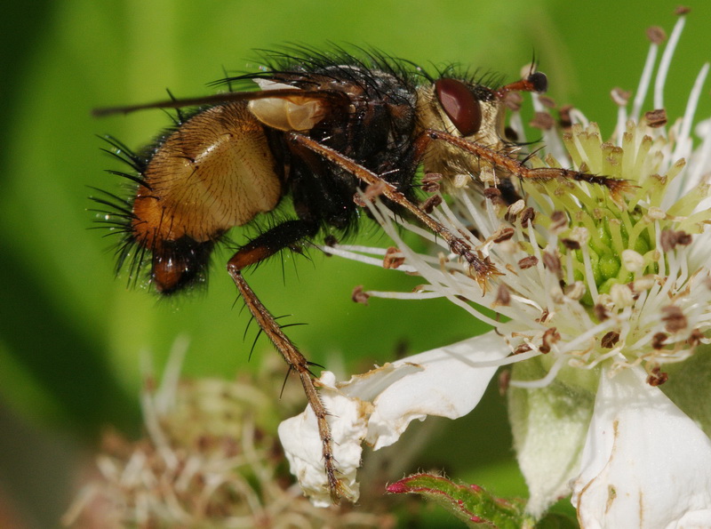 Tachinidae da identificare