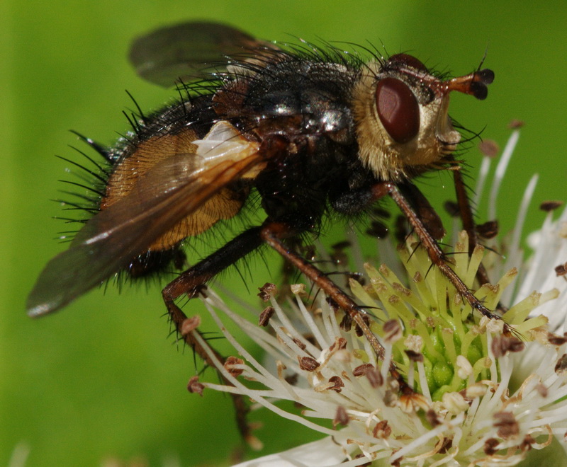 Tachinidae da identificare