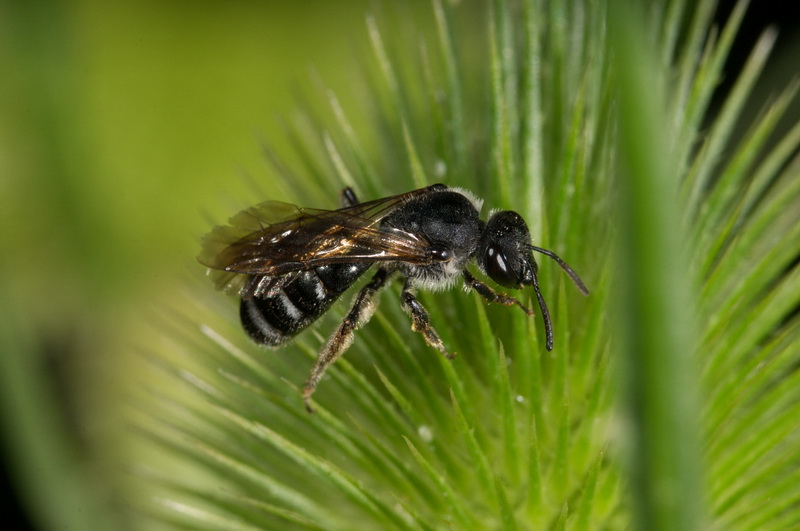 Lasioglossum sp.