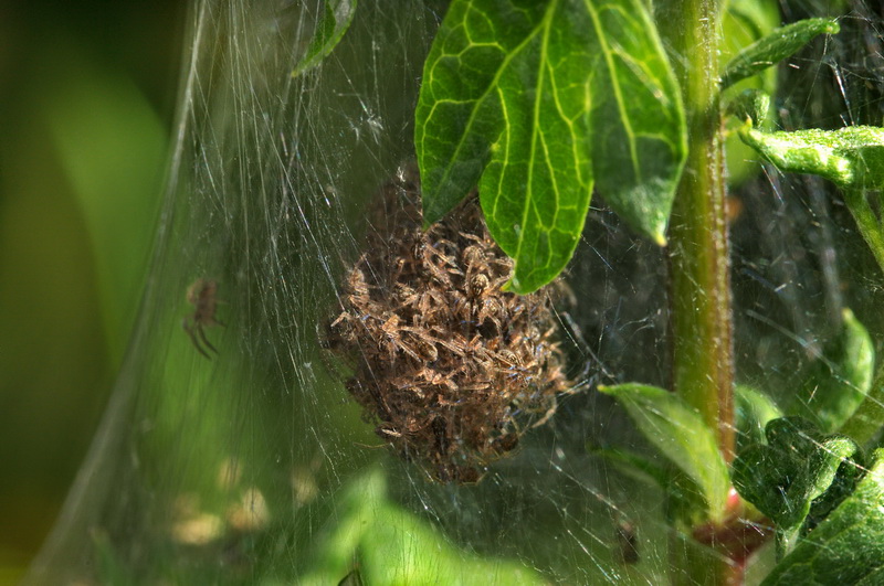 la casa dei ragni: Nursery di Pisaura sp - Fontanigorda (GE)