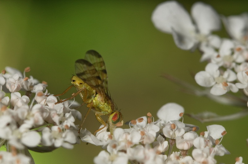 maschio di Terellia (Tephritidae)