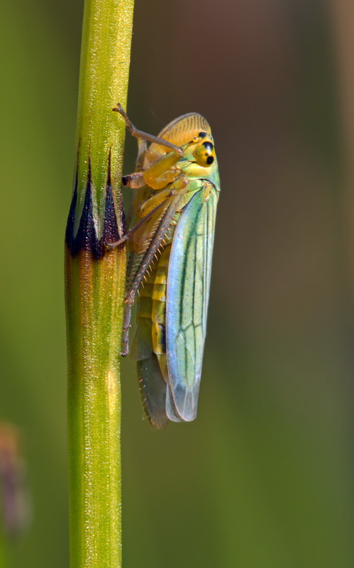 Cicadella viridis dalla Liguria