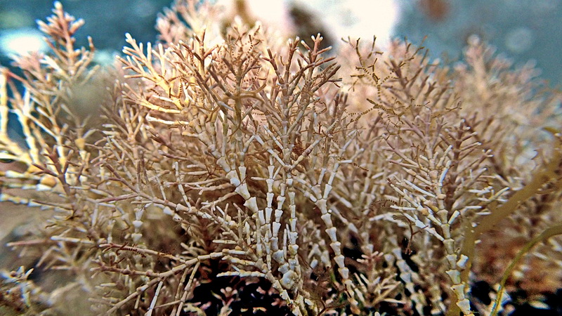 Corallina officinalis? chiedo conferma