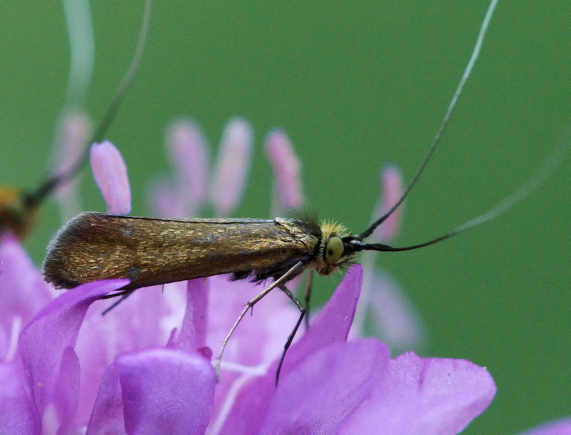 richiesta ID: pu essere l''Adelidae Nemophora metallica ??