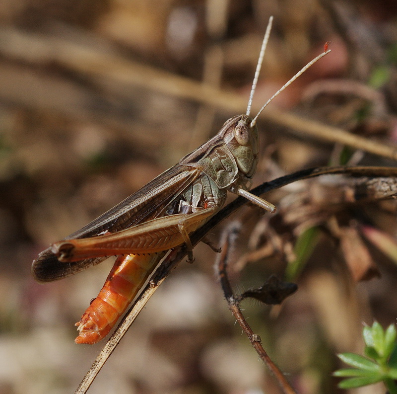 id Acrididae