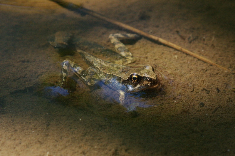 rana da ID - Rana italica in metamorfosi