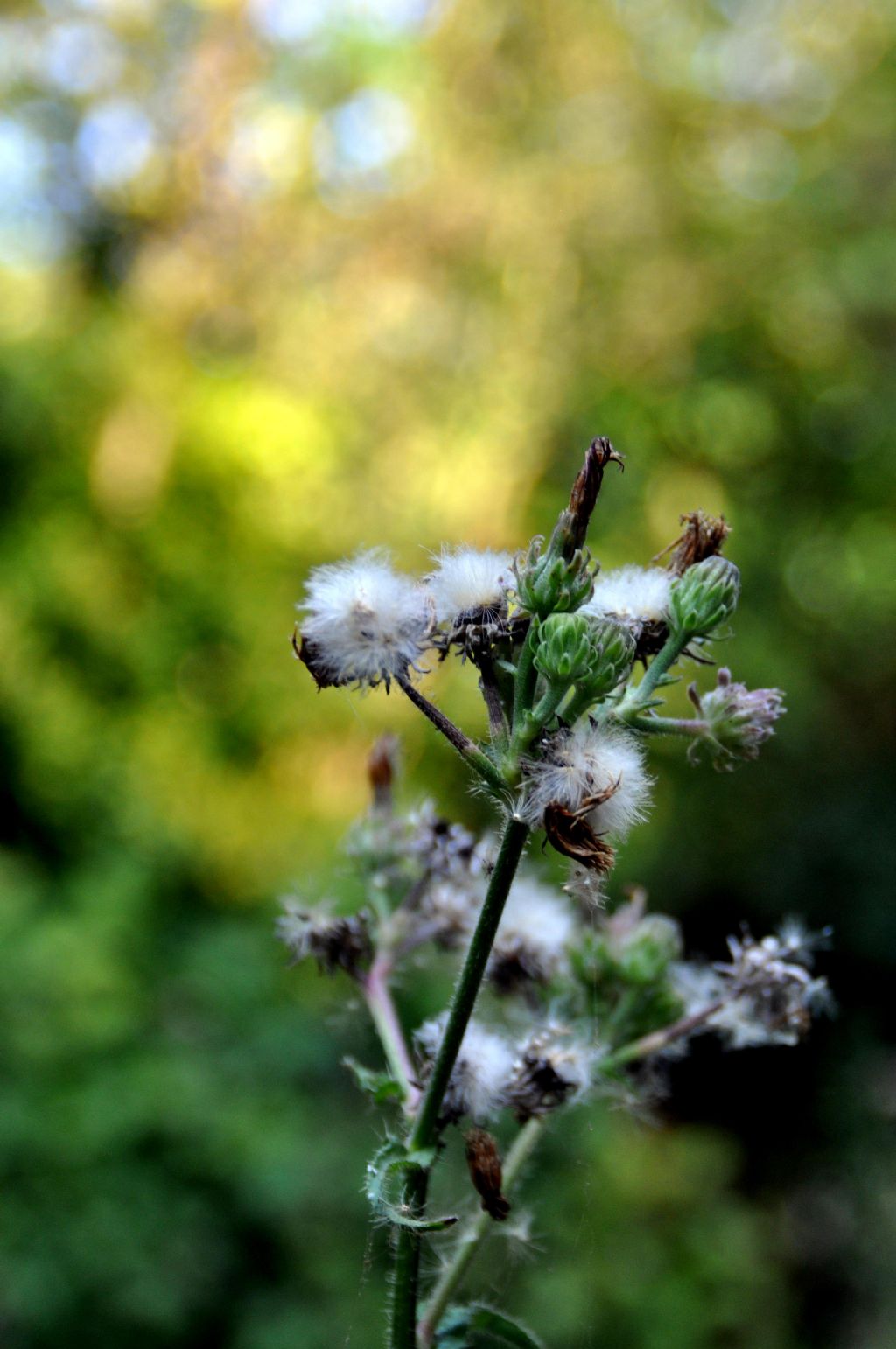 Picris hieracioides e Eupatorium cannabinum