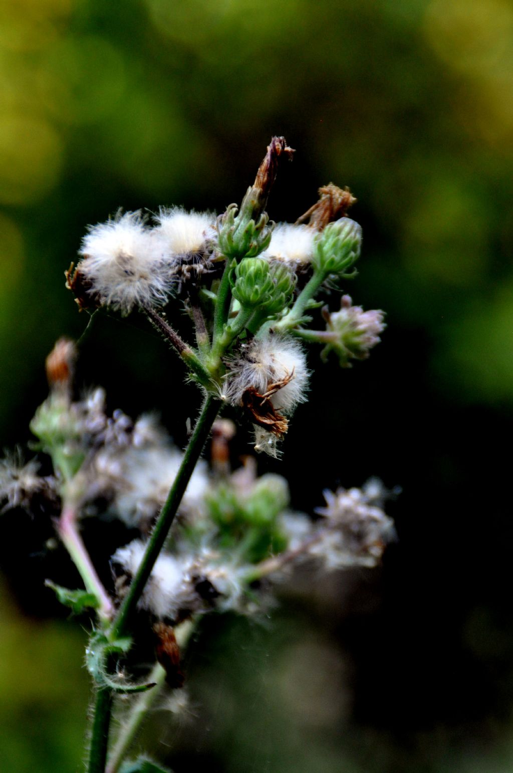 Picris hieracioides e Eupatorium cannabinum