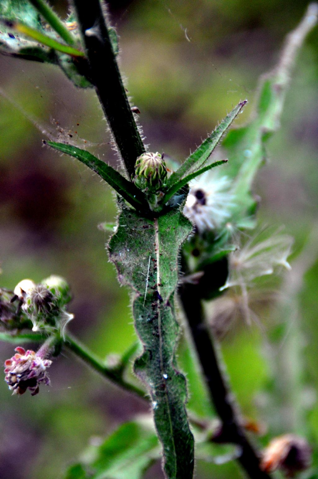 Picris hieracioides e Eupatorium cannabinum