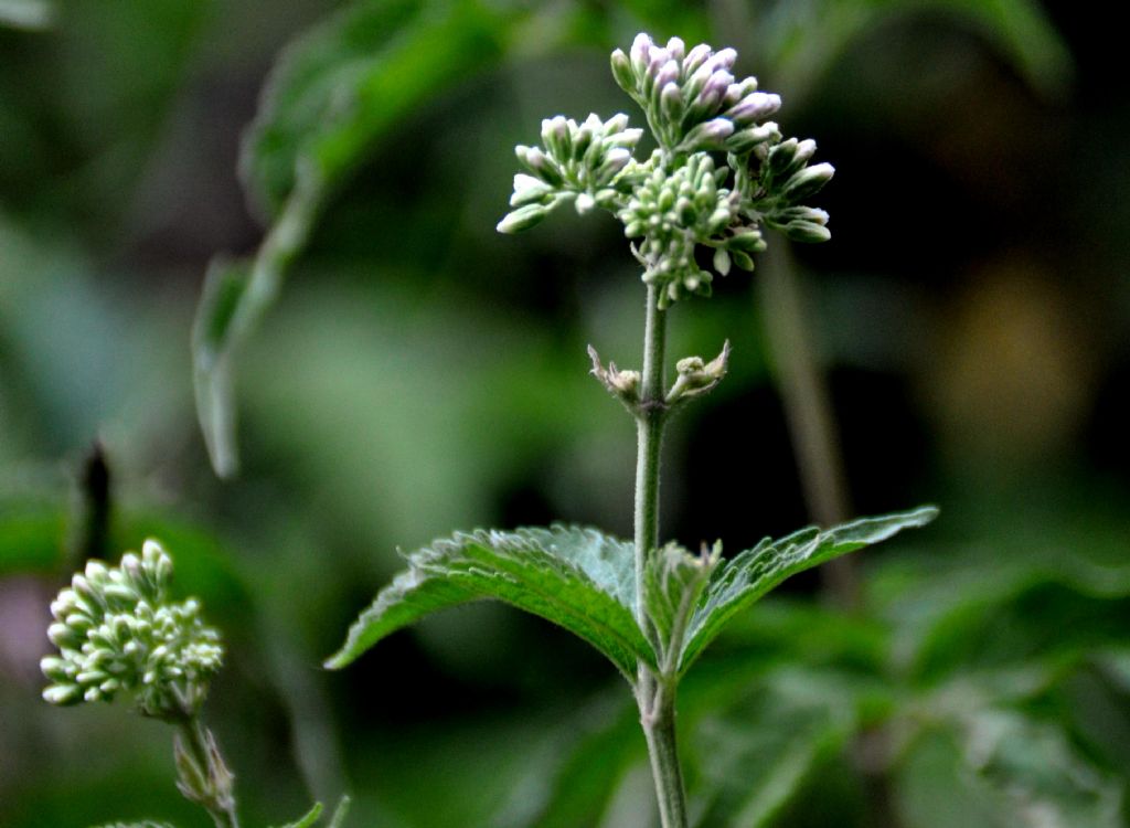 Picris hieracioides e Eupatorium cannabinum