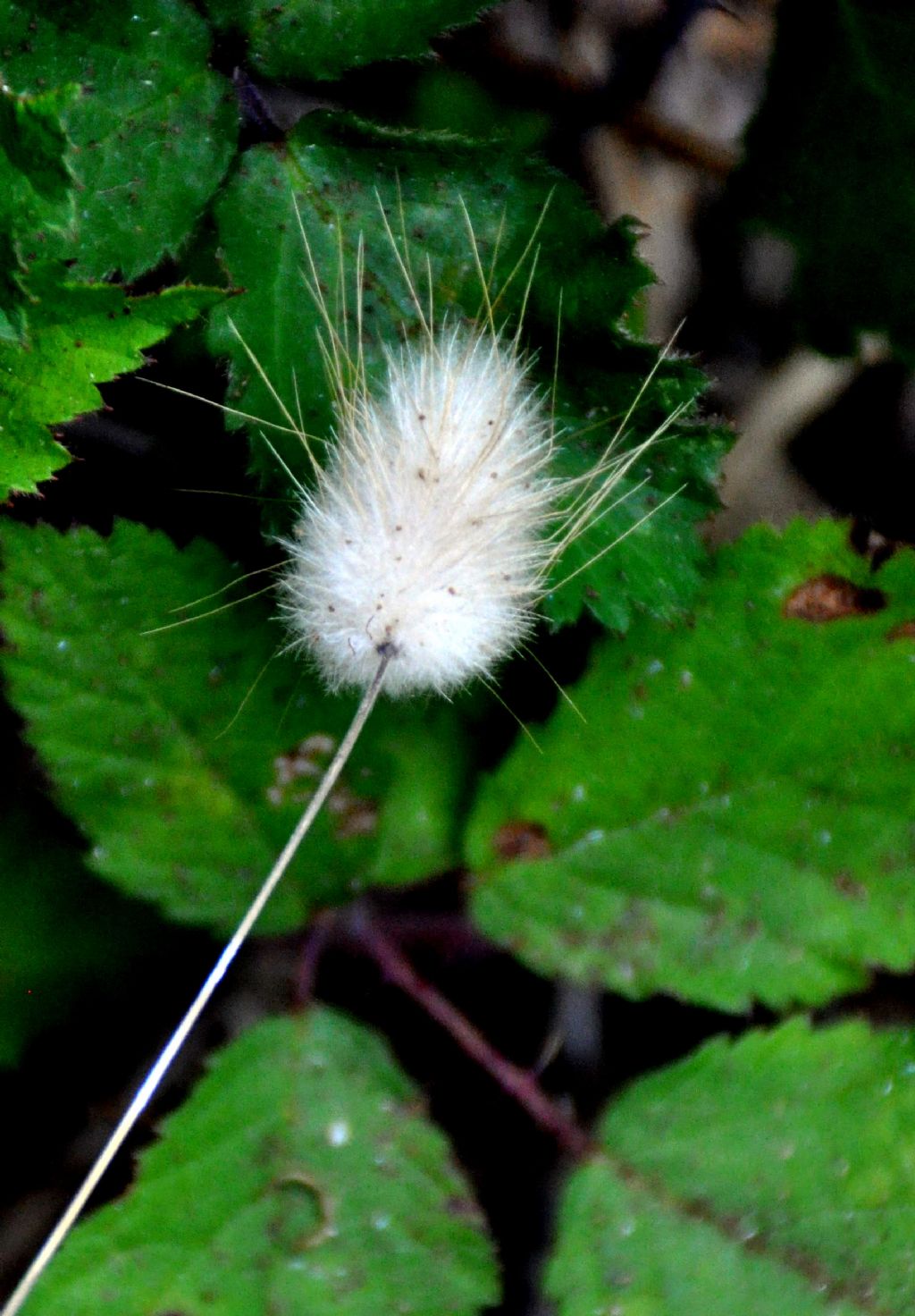 Lagurus ovatus