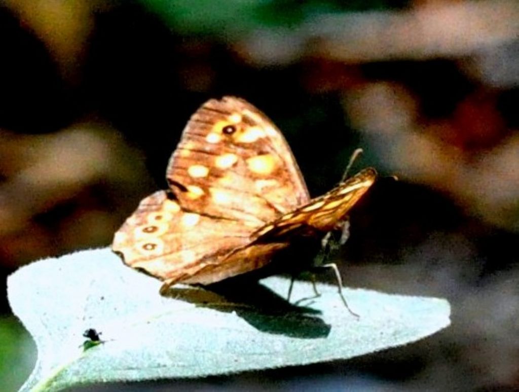 Pararge aegeria  (Nymphalidae)