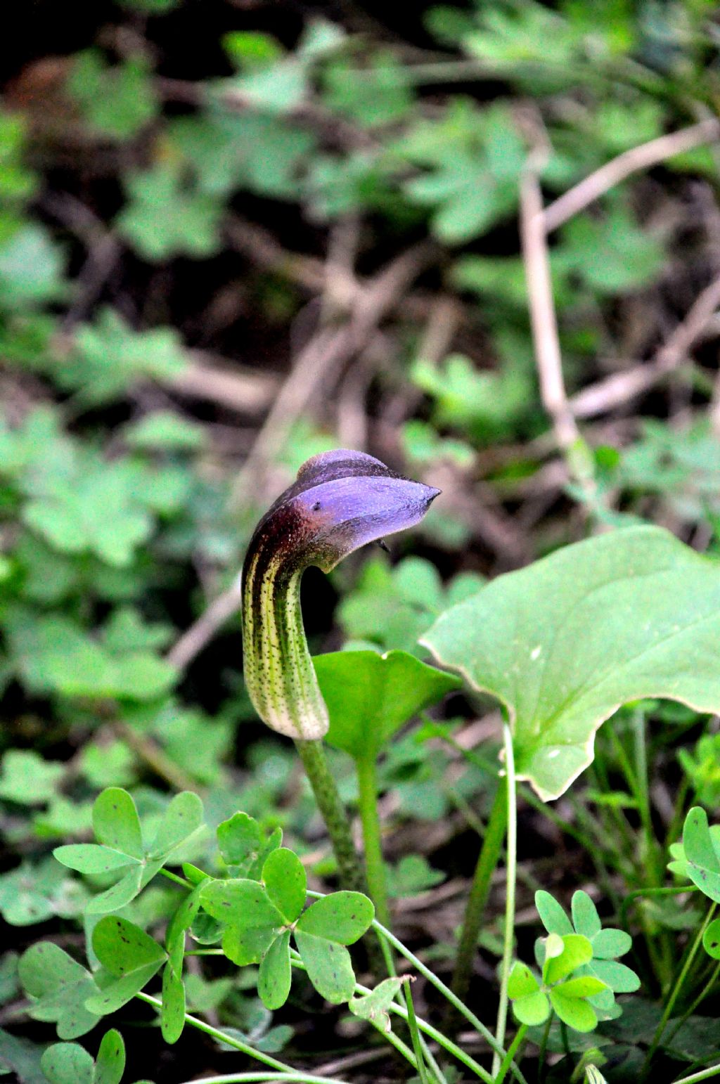 Arisarum vulgare (Alismatales - Araceae)