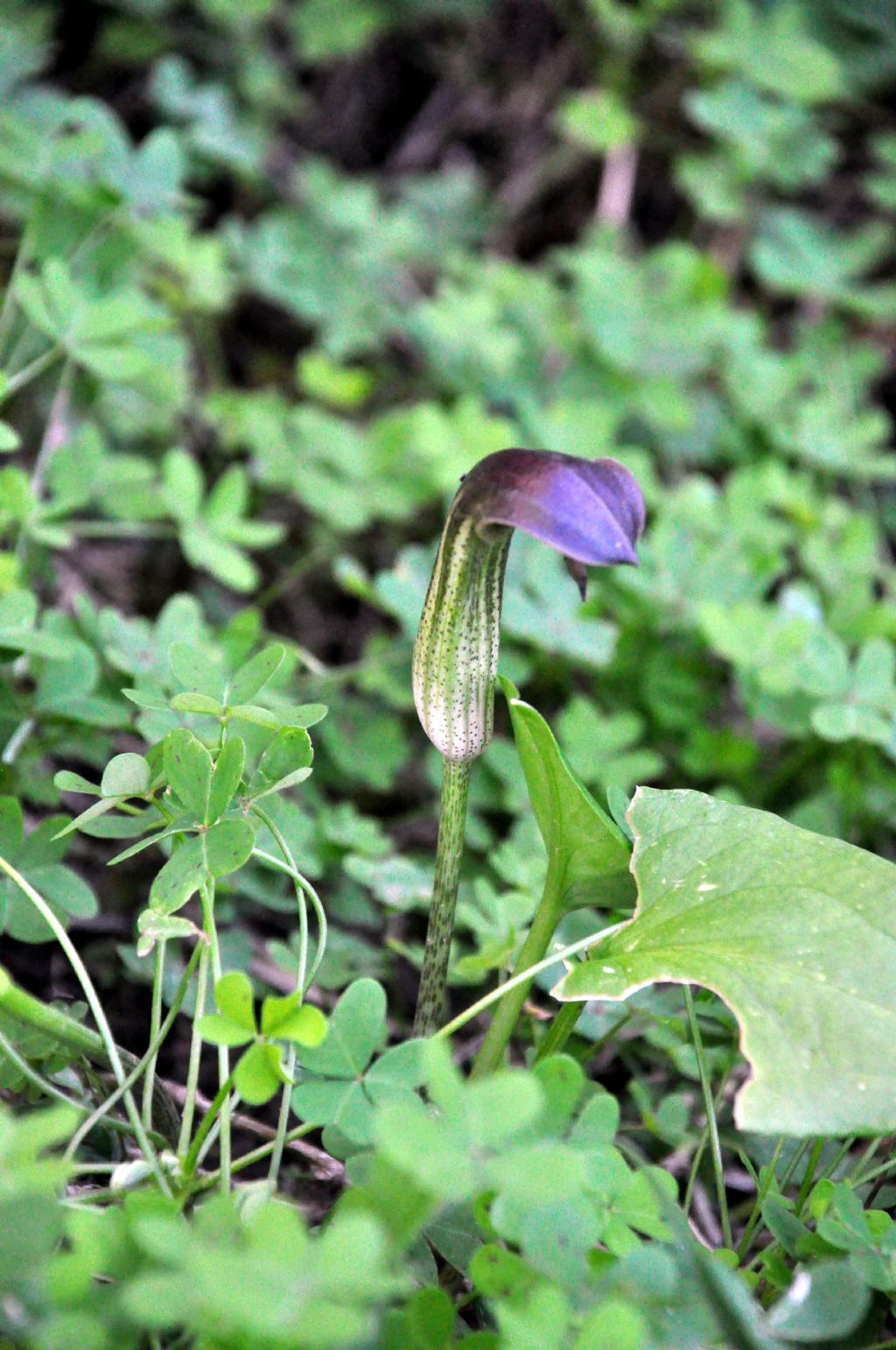 Arisarum vulgare (Alismatales - Araceae)