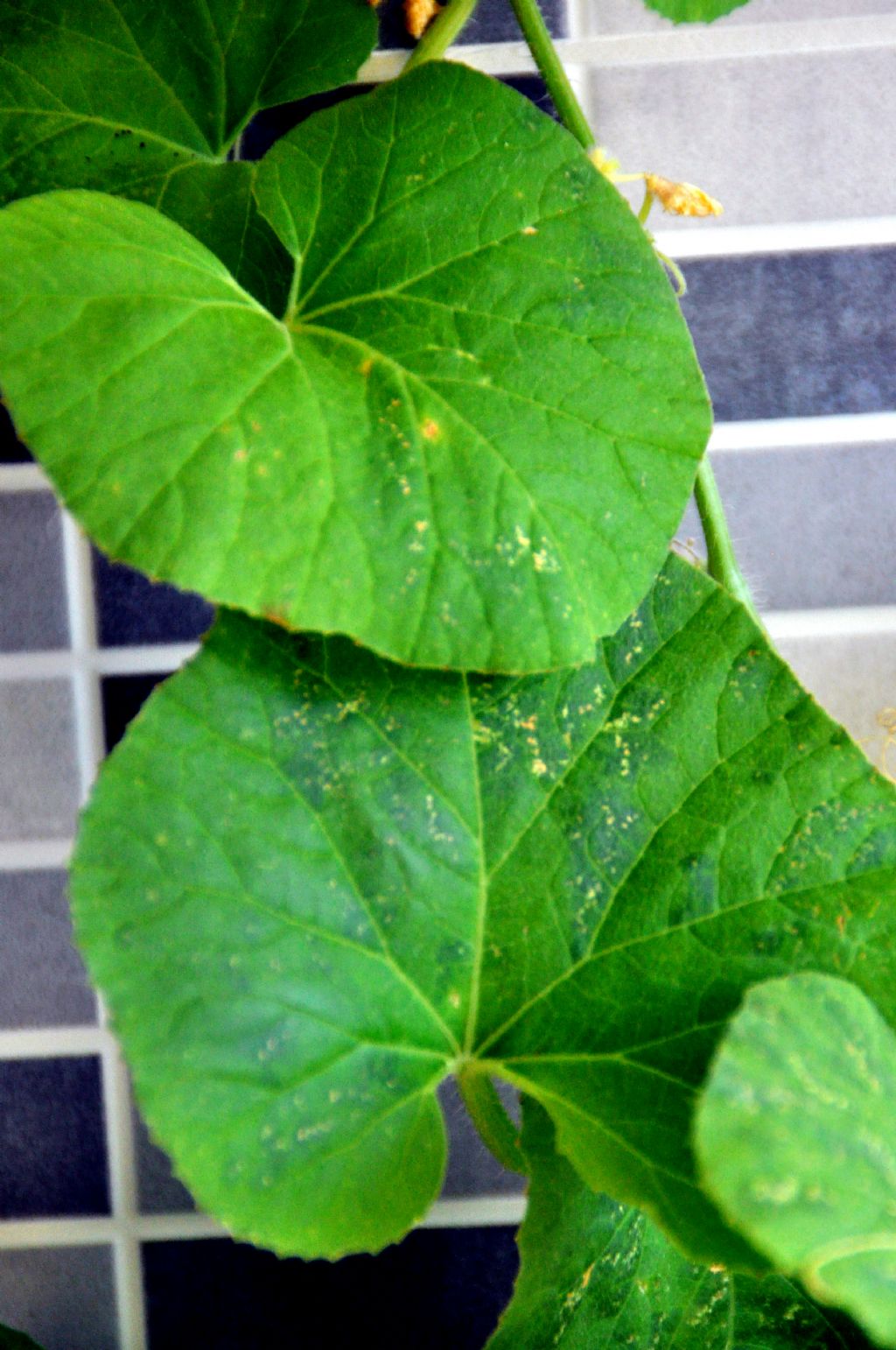 Pianta con fiorellini gialli: Cucumis melo (Cucurbitaceae)