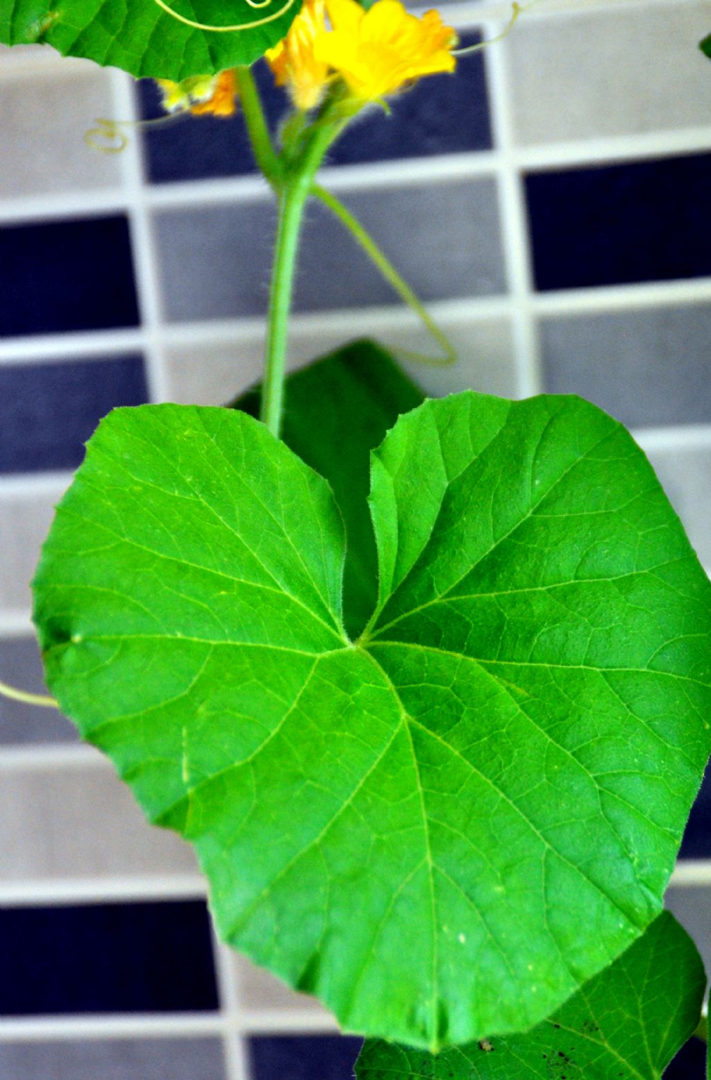 Pianta con fiorellini gialli: Cucumis melo (Cucurbitaceae)