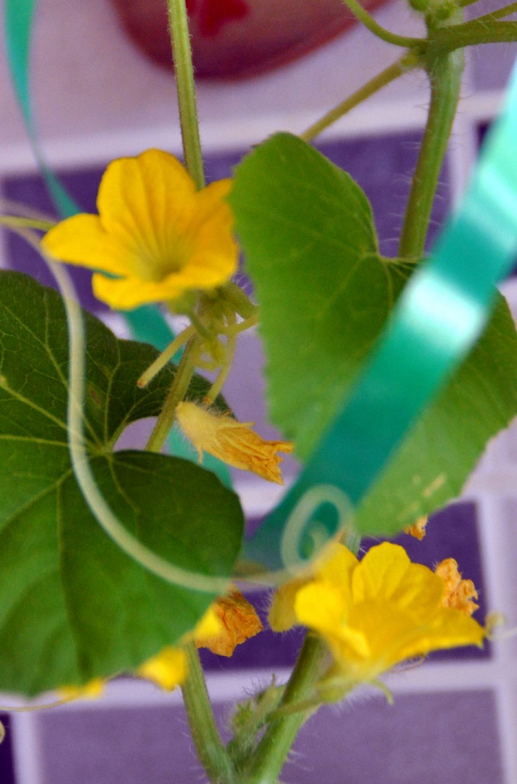 Pianta con fiorellini gialli: Cucumis melo (Cucurbitaceae)