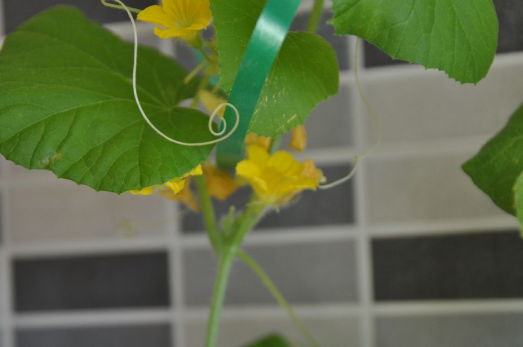 Pianta con fiorellini gialli: Cucumis melo (Cucurbitaceae)