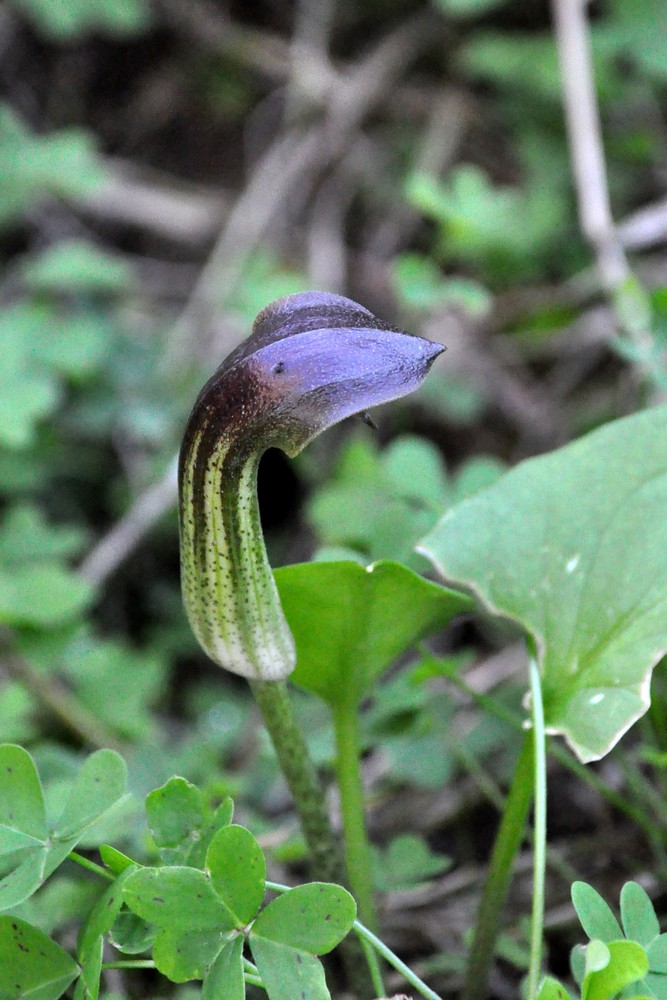 Arisarum vulgare