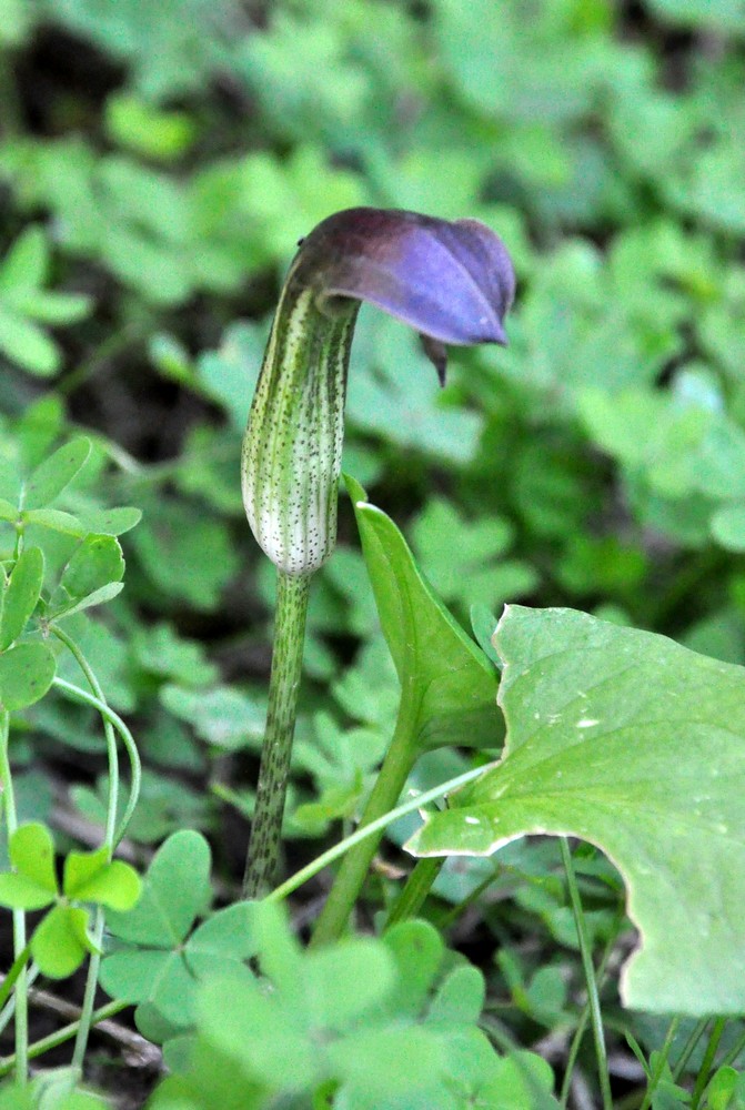 Arisarum vulgare