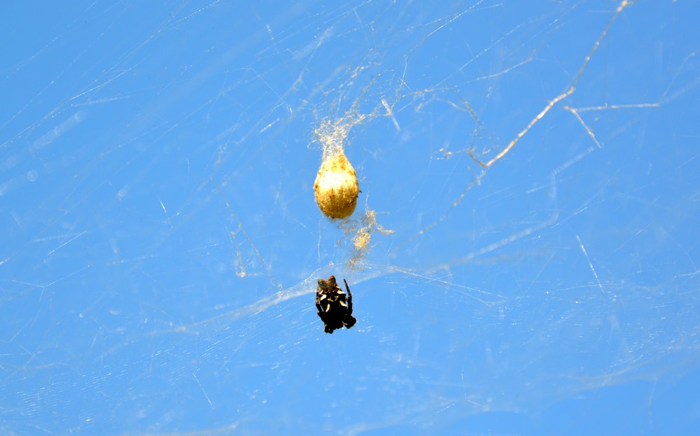 Cyrtophora citricola con ovisacchi - Sorrento (NA)