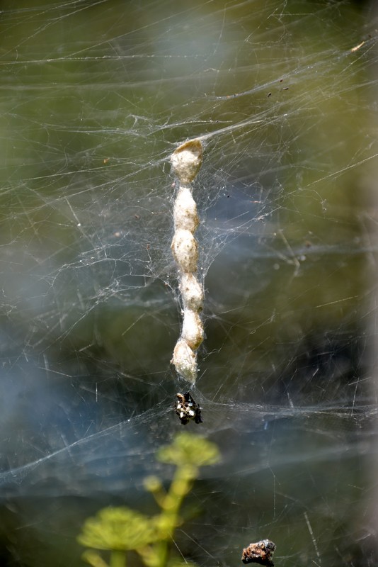 Cyrtophora citricola con ovisacchi - Sorrento (NA)