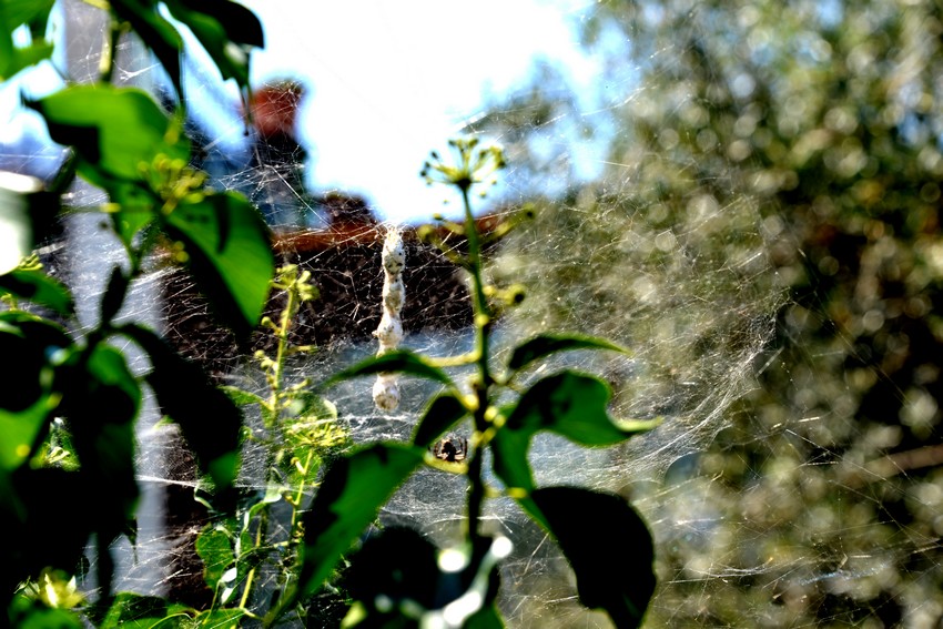 Cyrtophora citricola con ovisacchi - Sorrento (NA)