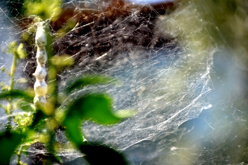 Cyrtophora citricola con ovisacchi - Sorrento (NA)