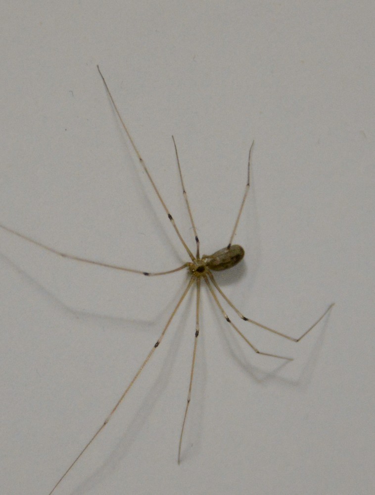 opilione? No, Pholcus phalangioides - S. Agnello (NA)