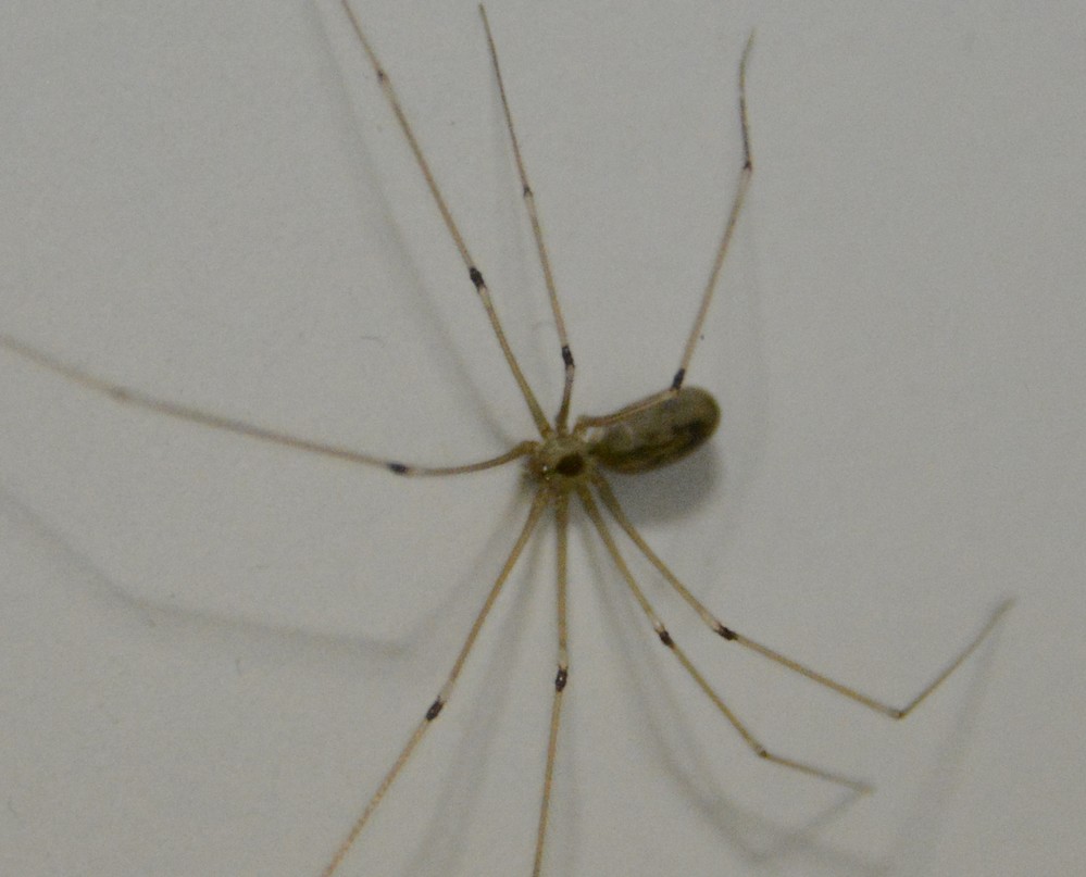 opilione? No, Pholcus phalangioides - S. Agnello (NA)