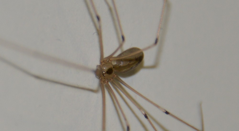 opilione? No, Pholcus phalangioides - S. Agnello (NA)