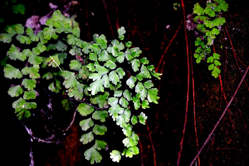 Adiantum capillus-veneris