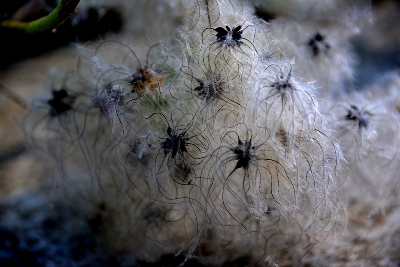 Clematis vitalba